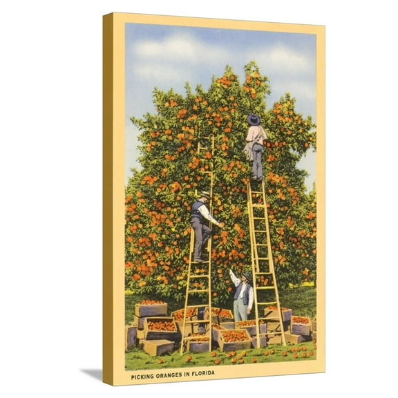 Art.com Picking Oranges in Florida Stretched Canvas Print Wall Art, 16" x 24"