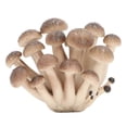 thumbnail image 3 of Simulated fungus mushroom model ornaments, 4 pieces, 3 of 4
