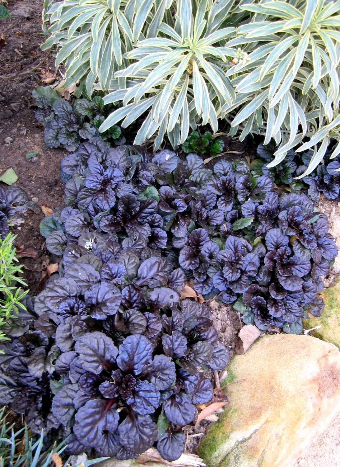 Expert Gardener Outdoor Live Plant Ajuga Bugleweed Purple 2.5QT, Part Shade