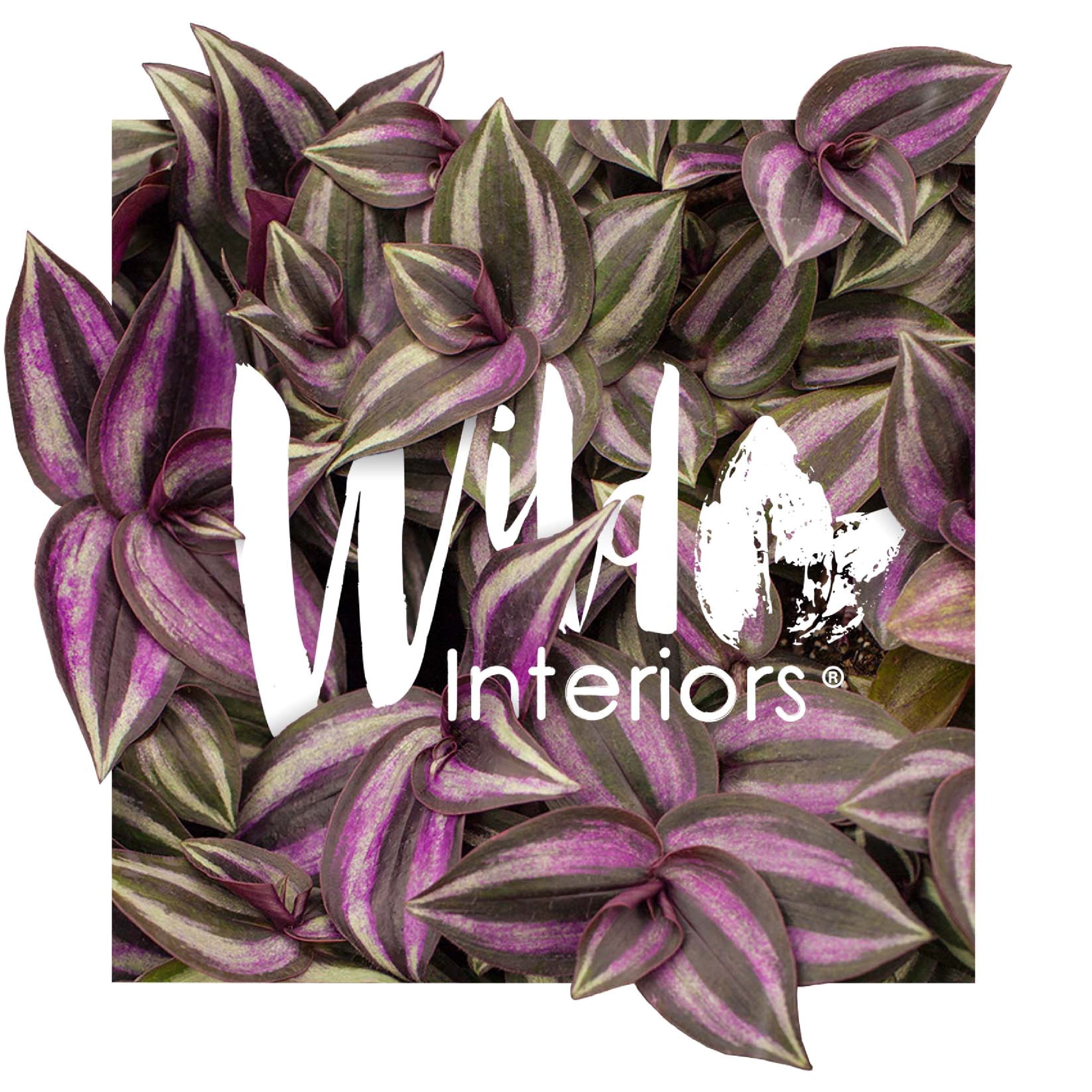 Wild Interiors Calathea Wavestar, 12-18” Tall, 5” Ceramic Pot