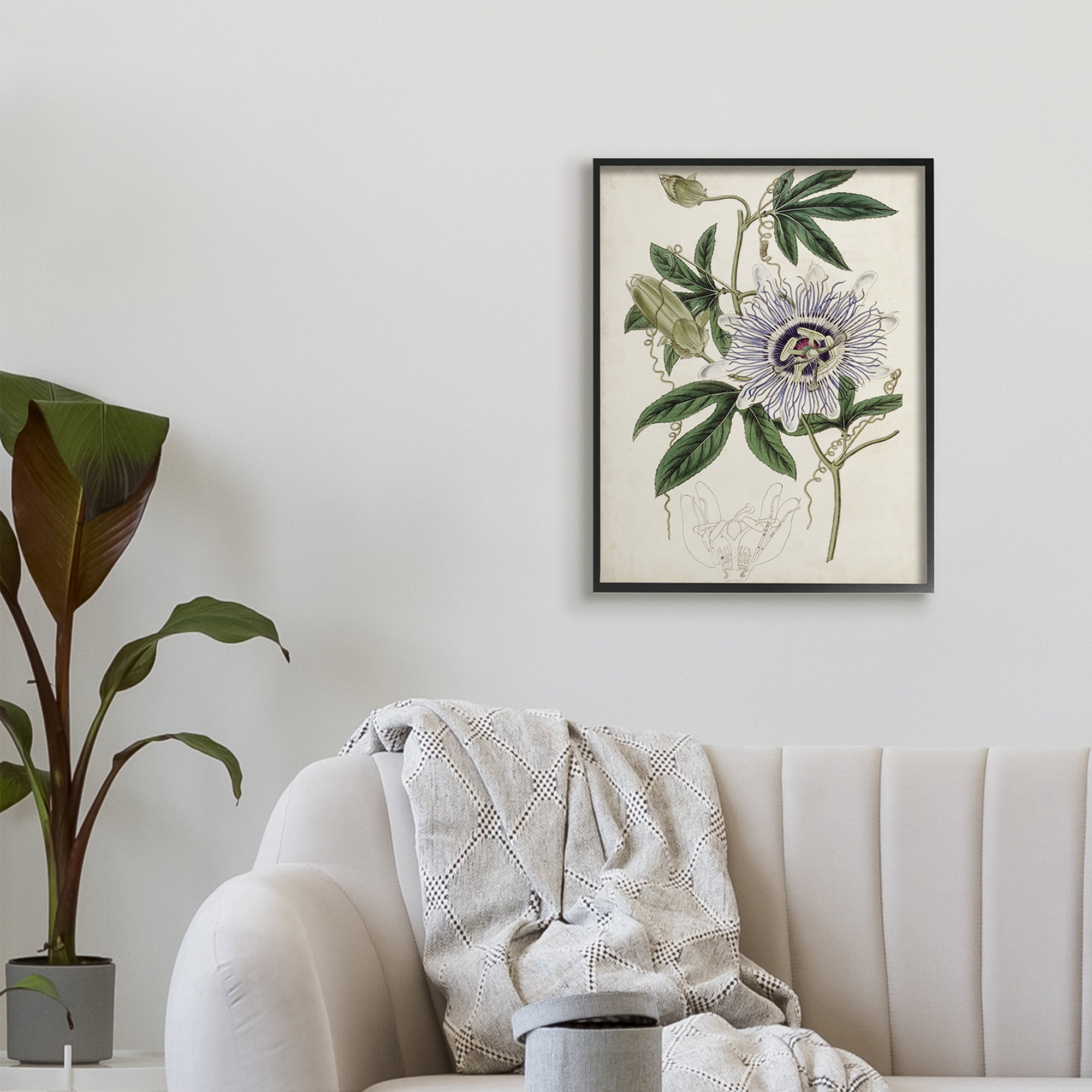 Stupell Industries Vintage Garden Flower Illustration Plant Anatomy Study,24 x 30,Designed by Curtis