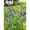 SPEEDWELL "Royal Candles" VERONICA Perennial 2 Plants