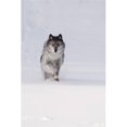 thumbnail image 1 of Wolf Running in The Snow Poster Print, Large - 22 x 34, 1 of 1