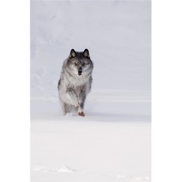 Wolf Running in The Snow Poster Print, Large - 22 x 34