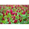 thumbnail image 5 of 3000 CRIMSON CLOVER (Carnation, French, or Italian Clover) Trifolium Incarnatum Flower Seeds, 5 of 10