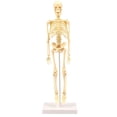 thumbnail image 1 of Rvidsgi Skeleton Model Practical Ability Smooth Plastic Biological Science Learning Kit for Kids, 1 of 7