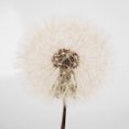 thumbnail image 2 of Plant Decoration DIY Craft Light Ornament Handmade Flower Ball Decoration, Natural Color Plant, 2 of 6