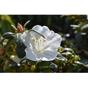 Girards Pleasant White Azalea