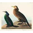 thumbnail image 3 of Audubon, John James 13x12 Black Modern Framed Museum Art Print Titled - Violet-green Cormorant and Townsends Cormorant, 3 of 5