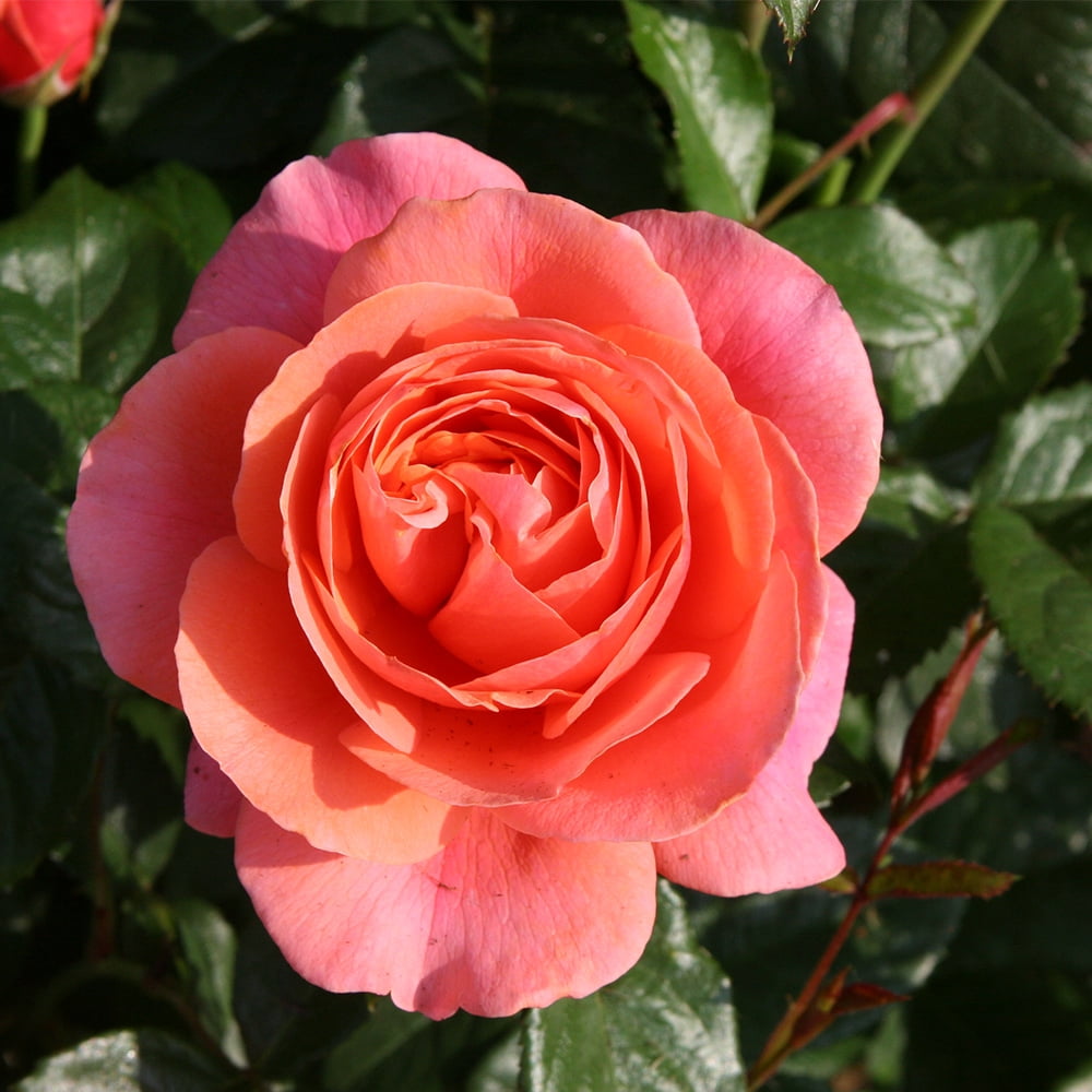 Heirloom Roses Rose Bush - Safari™ Shrub , Live Rose Plant - Walmart.com