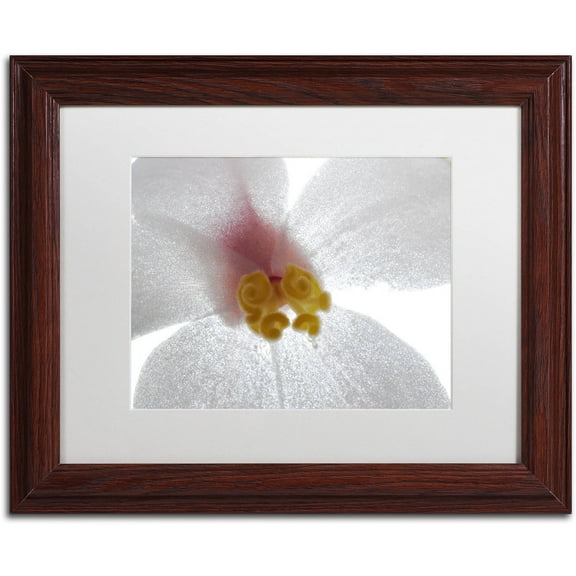 Trademark Fine Art "Escargo Begonia Flower" Canvas Art by Kurt Shaffer, White Matte, Wood Frame