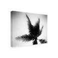 thumbnail image 2 of Debra Van Swearingen 'Palm Tree Looking Up IV' Canvas Art, 2 of 3