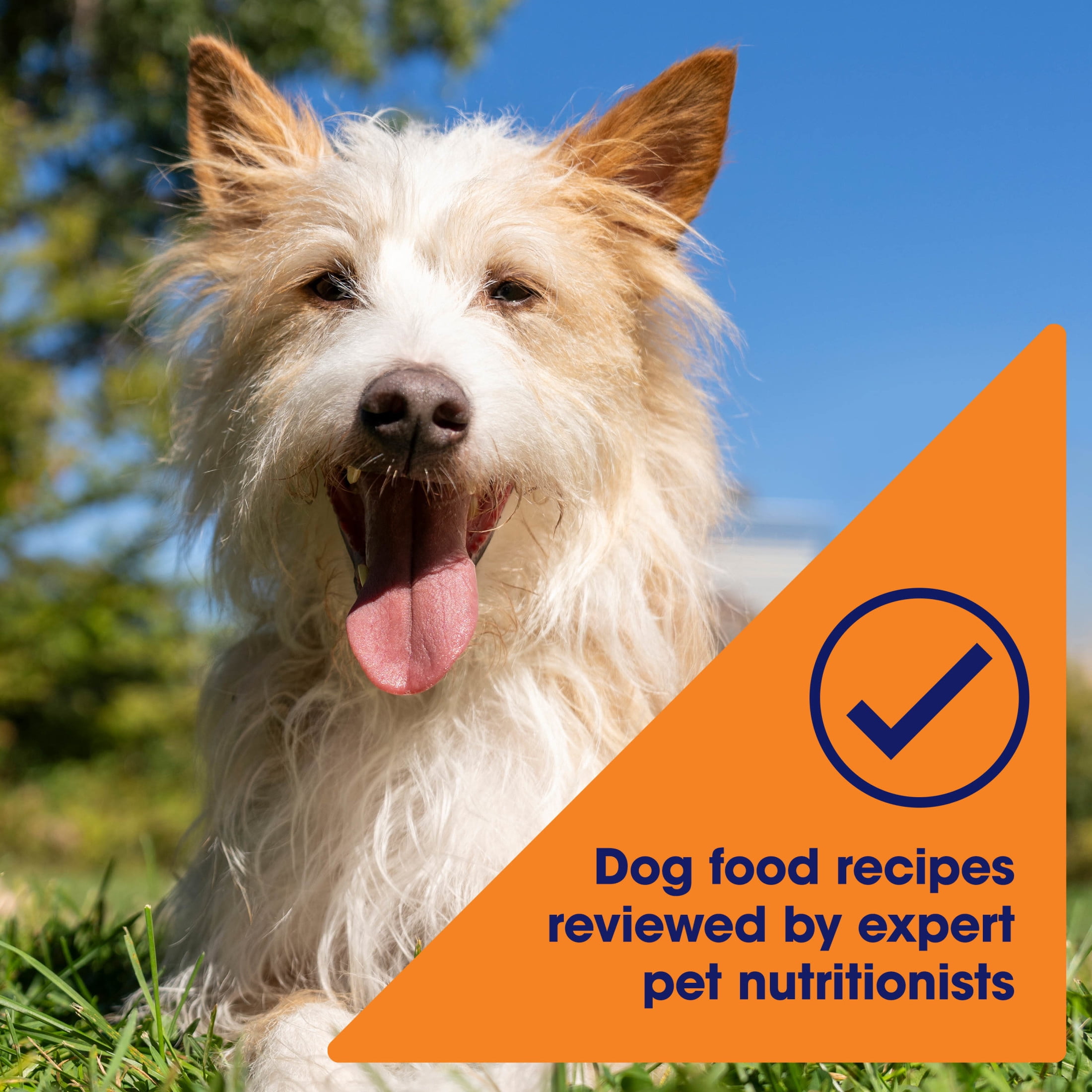 (6 pack) Nature's Recipe Grain Free Chicken Recipe in Savory Broth Wet Dog Food, 2.75 oz Cup