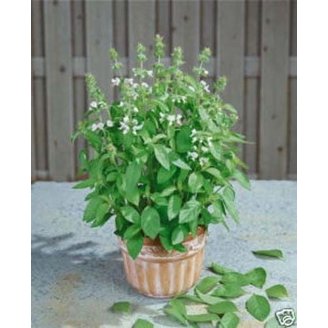 Lemon Basil Seeds | Aromatic Herbs | Container Gardening | Herb Garden – Ferry-Morse Lemon Basil Seeds | Aromatic Herbs | Container Gardening | Herb Garden – Ferry-Morse