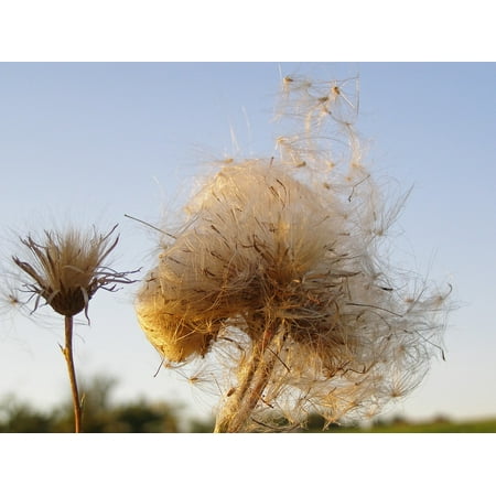 Dried Wildflower - Canvas Print Seeds Thistle Wildflower Fluff Dry Meadow Sky Stretched Canvas 10 x 14