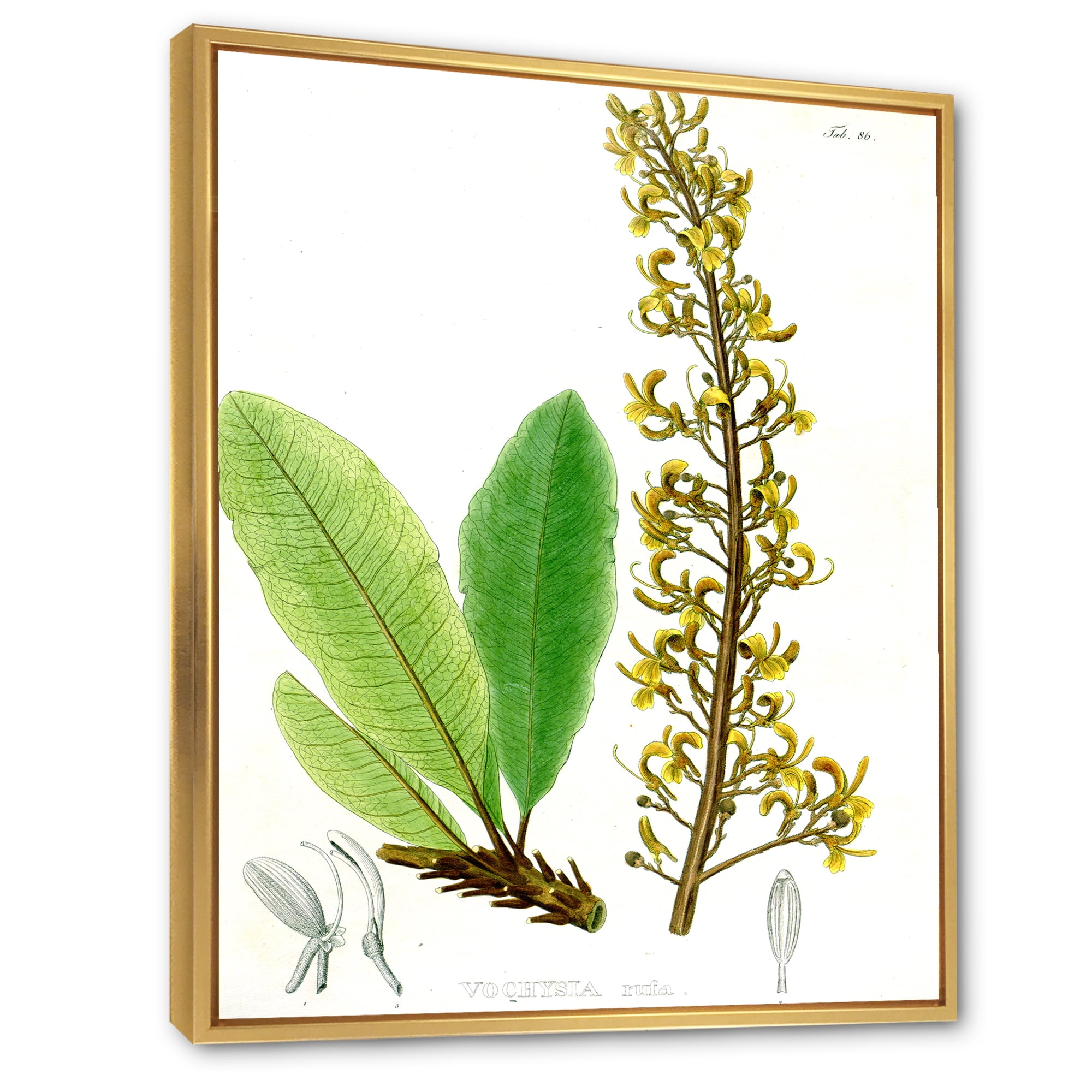 Designart 'Ancient Brazilian Plant IV' Traditional Framed Canvas Wall Art Print