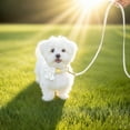 thumbnail image 5 of Minzimin Dog Collar and Leash Set with Bowtie, Soft & Cute Puppy Collar, Cotton Puppy Collar with Adjustable Metal Buckle for Small, Medium Dog, 5 of 9