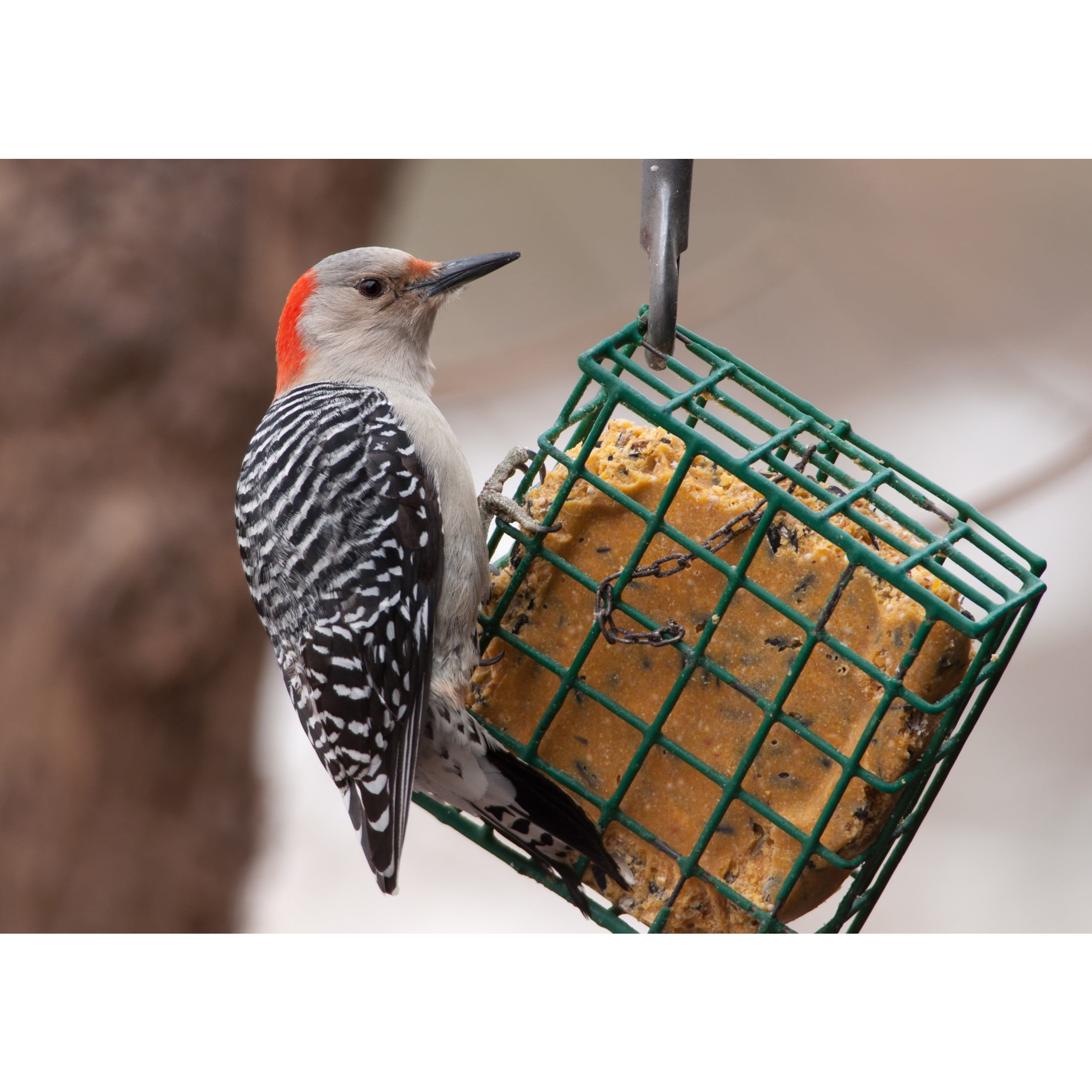 C&S Berry Treat Suet, 11.75 oz Cake, Fresh Wild Bird Food