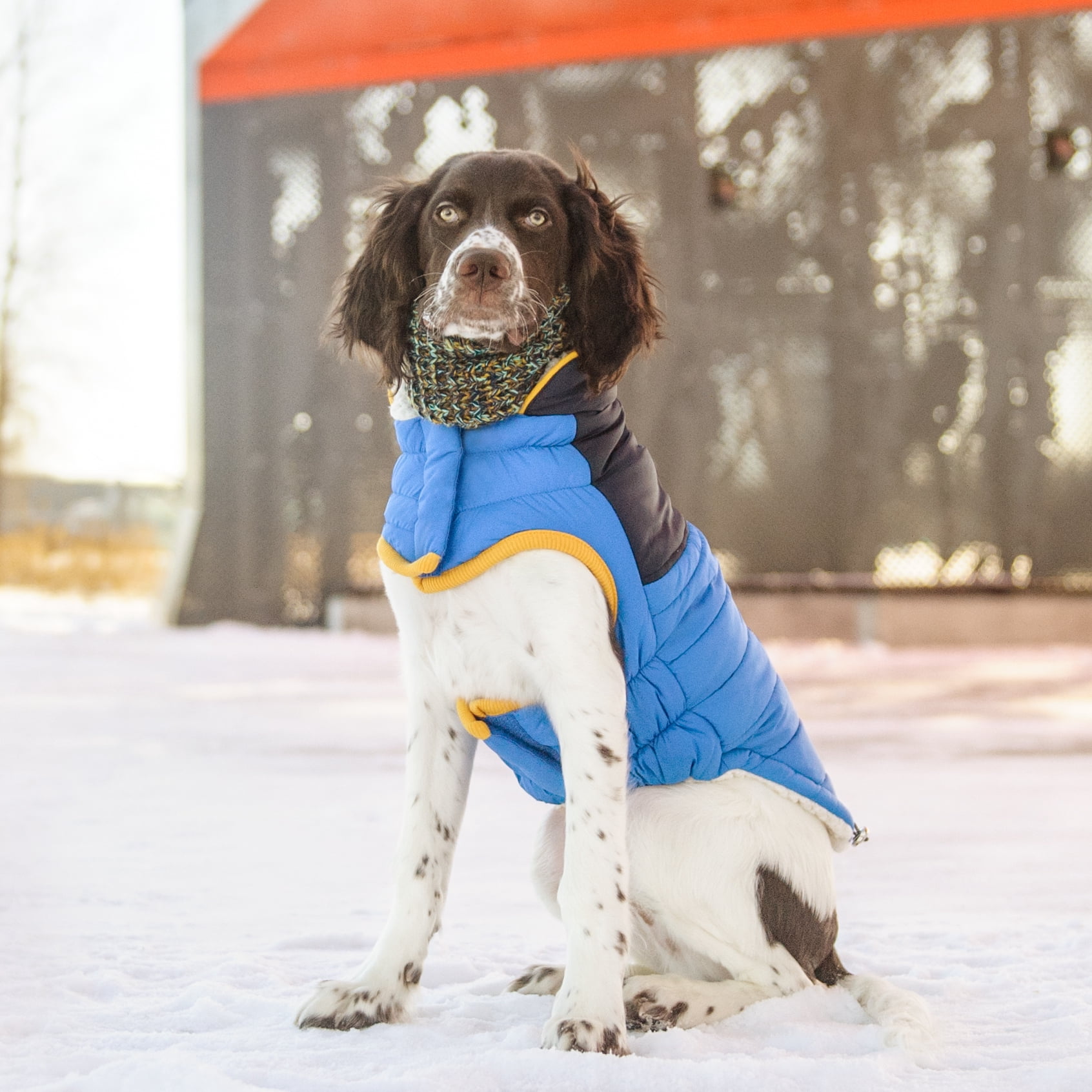 GF PET Scout Dog Jacket Winter Apparel Sport Style Elastofit Windproof Waterproof for Small Medium Large Dogs Pets, Royal, 2XS