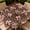 Bow Leopard, variant on ARTSLION Round Outdoor Tablecloth For Up To 36in With Umbrella Hole & Zipper Waterproof Elastic Edge Fitted Table Cover Big Sunflower For Patio Picnic Party, Sage Daisy