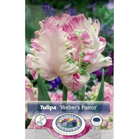 Weber's Parrot Tulip 5 Bulbs - Cream/Pink/Green - 12/  cm Bulbs