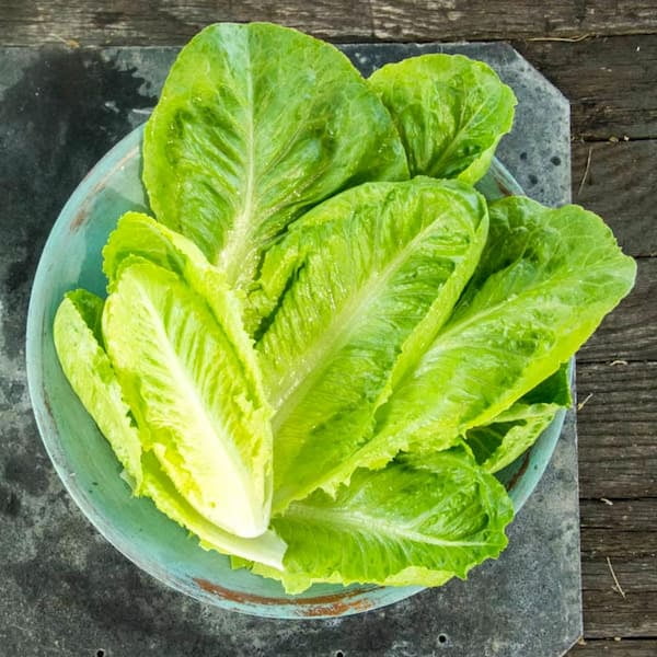 Gurney's Lettuce Head Romaine Vegetable Seeds (15 ft. Seed Tape) 16671