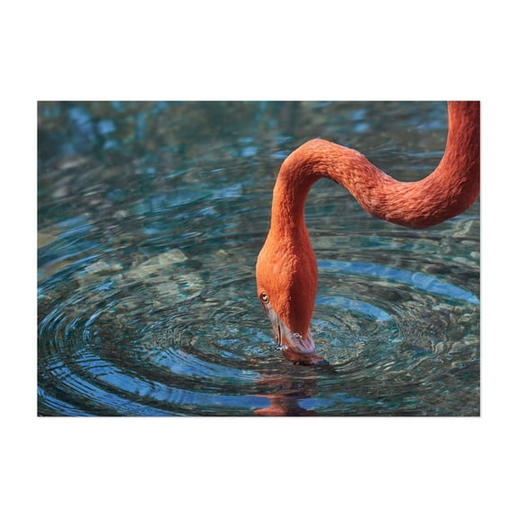 Flamingo - Photography Flamingo Wildlife Bird Nature Aquatic Water Animal Unframed Wall Art Print 4 x 6 inches