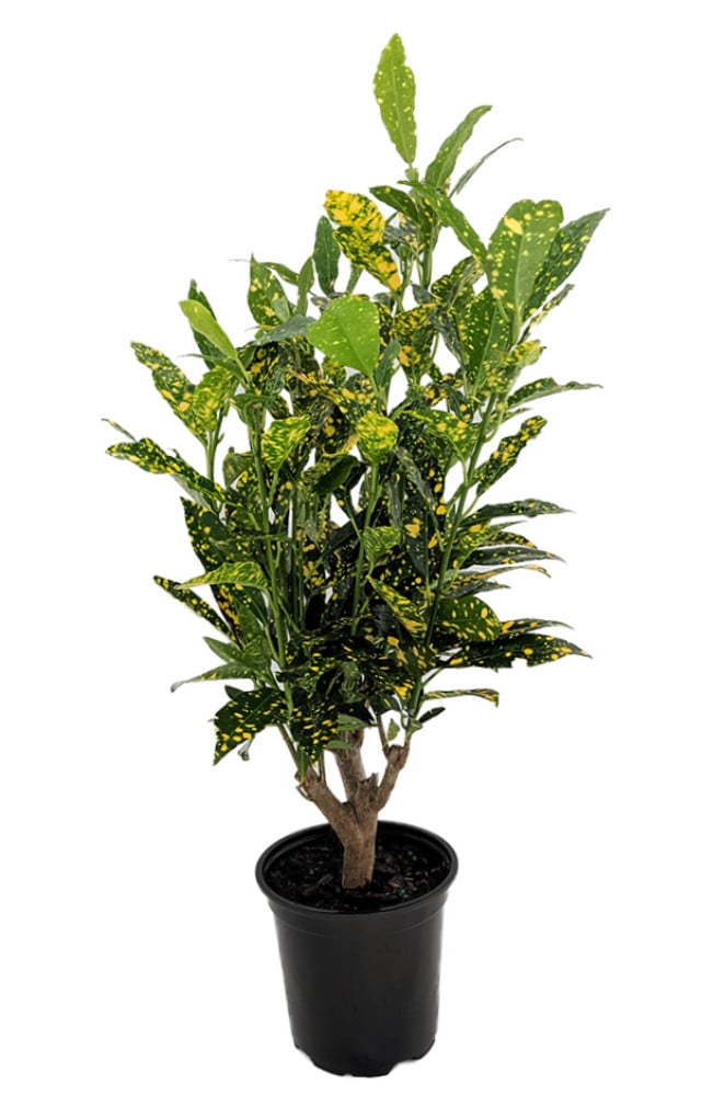 Gold Dust Woman Croton Tree 4" Pot Colorful House Plant