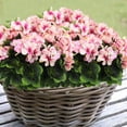 thumbnail image 3 of Morttic 2 Pcs Artificial Geraniums for Outdoor Silk Geranium Flowers Red Artificial Geranium Bush Faux Flowers Geraniums Branch for Garden Patio Grave Cemetary Vase Table Centerpiece Indoor Decor, 3 of 6