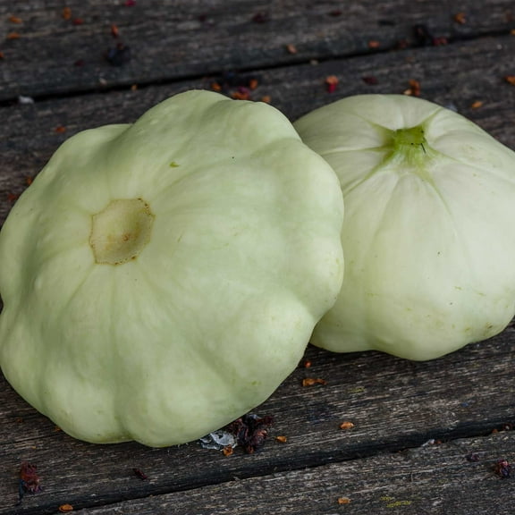 Mountain Valley Seed Company 280 Early White Scallop Summer Squash Plant Seeds, Non-GMO