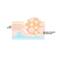 thumbnail image 4 of Dr.G Royal Black Snail Ampoule 30ml, 4 of 5