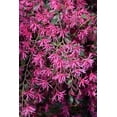 thumbnail image 4 of Loropetalum Plum Delight I 3 Live Quart Size Plants I Chinese Fringe Flower I Eye-Catching Plum-Colored Foliage and Vibrant Pink Blooms, Perfect for Hedges and Decorative Plantings, 4 of 4