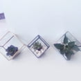 thumbnail image 3 of GROWTH TANK Modern Clear Air Planter Glass Cube Box Micro Landscape Container - Black L L Black, 3 of 6