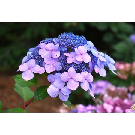 RedCrocus Twist-n-Shout Bigleaf Hydrangea | Deciduous, Blooming Shrub for Shade Gardens & Containers 7 Gallon
