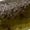 Bullfrog, variant on Zoom 6" Lizard Bullfrog Soft Plastic Fishing Bait