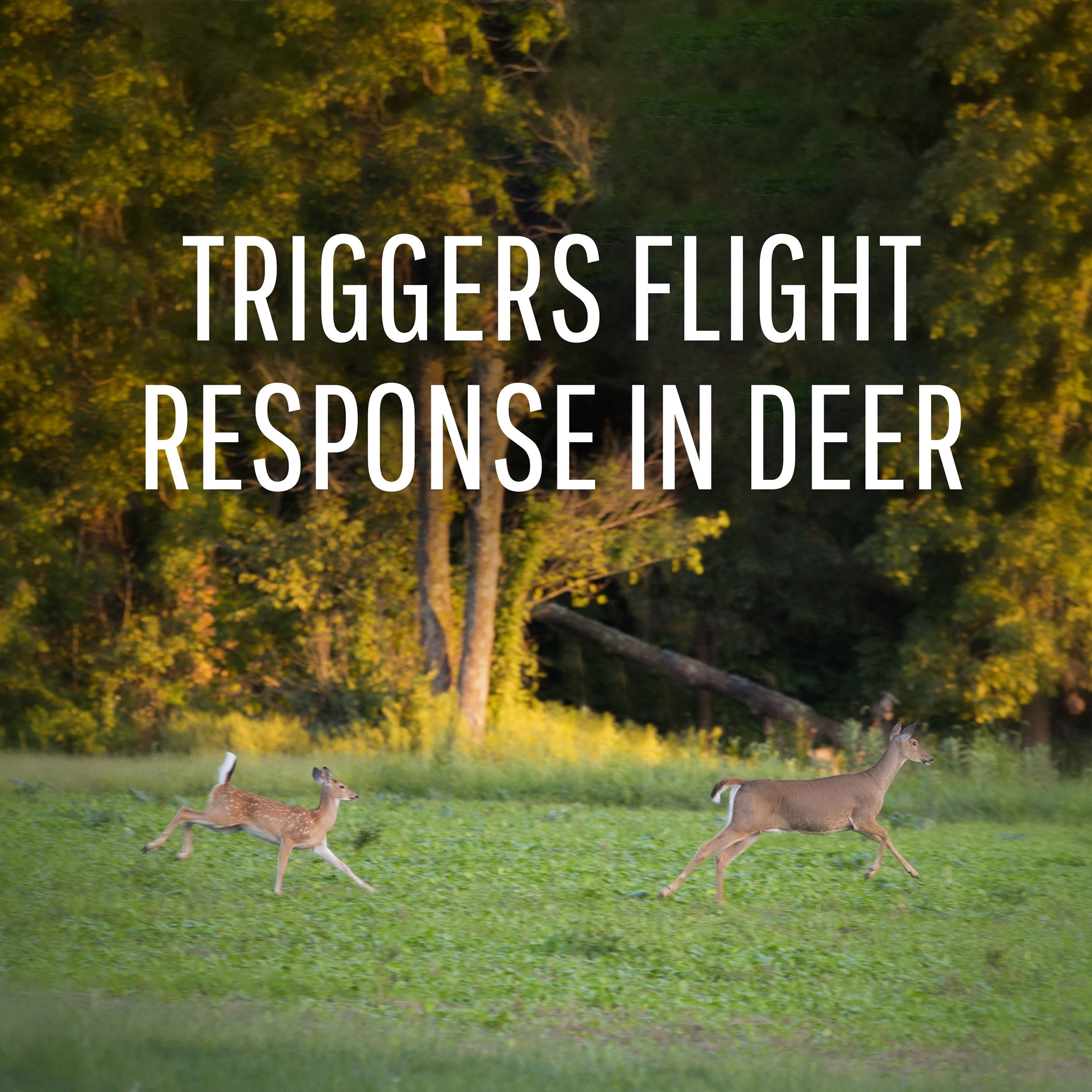 Safer Brand Deer Off Waterproof Deer Repelling Stations - 6 Pack
