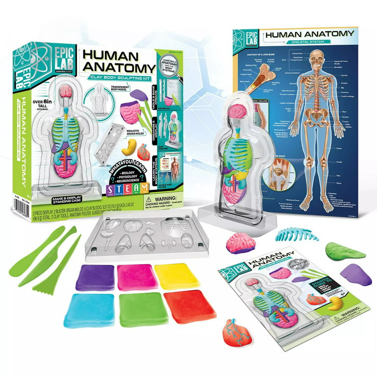 ArtSkills Epic Lab Veterinary Science STEM Anatomy Clay Kit for Kids 