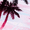 Pink, variant on Alimens & Gentle 100% Cotton Short Sleeve Hawaiian Shirts for Men Casual Button Down Shirt