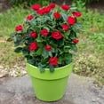 thumbnail image 5 of Brighter Blooms - Petite Knock Out® Rose, 2 Quart - No Shipping to AK, AZ, HI, 5 of 5