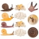 thumbnail image 4 of WORGEOUS 2 conjuntos Modelo de crecimiento de caracol Toyadores de ciclo de crecimiento de caracol Modelos educativos de caracol Modelos de caracol, 4 of 8