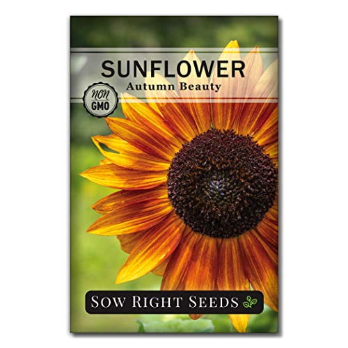 Sow Right Seeds Autumn Beauty Sunflower Seeds for Planting, Beautiful