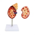 thumbnail image 3 of Modelo de riñón a tamaño real, 2 partes que muestran la estructura interna, réplica precisa de la anatomía humana para médicos, herramienta educativa., 3 of 4