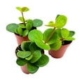 thumbnail image 2 of Peperomia Hope, 2 inch Set of 3, tetraphylla Tiny Mini Pixie Plants, 2 of 6