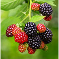 thumbnail image 4 of Set 2 Chester Blackberry Plants Live for Planting, Blackberries Plants Fruit Bushes Outdoor Garden 4 to 6 Inch Tall, 4 of 6
