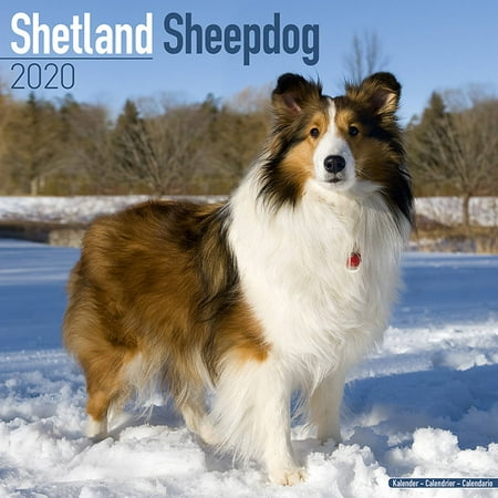 Sheepdog 2010 Calendar - Shetland Sheepdog Calendar 2020 - Shetland Sheepdog Dog Breed Calendar - Shetland Sheepdogs Premium Wall Calendar 2020-2020