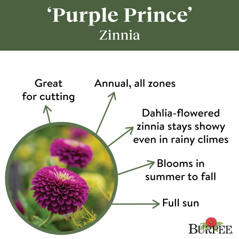 Burpee Zinnia Purple Prince, Bright Rose-Purple, Full Sun, Annual