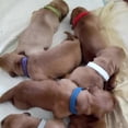 thumbnail image 4 of Colorful Puppy Whelping Collars Adjustable Newborn Pet Id Collars Soft Band 15pc, 4 of 5