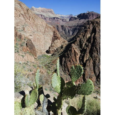 Cacti on the Bright Angel Canyon Hiking Trail, Grand Canyon National Park, Arizona, USA Print Wall Art By Kober