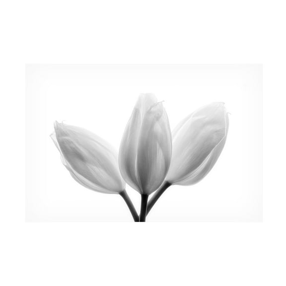 Trademark Fine Art Peter Davidson Trinity Canvas Wall Art