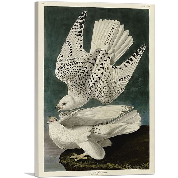 ARTCANVAS White Gyrfalcons Canvas Art Print by John James Audubon - Size: 26" x 18" (0.75" Deep)